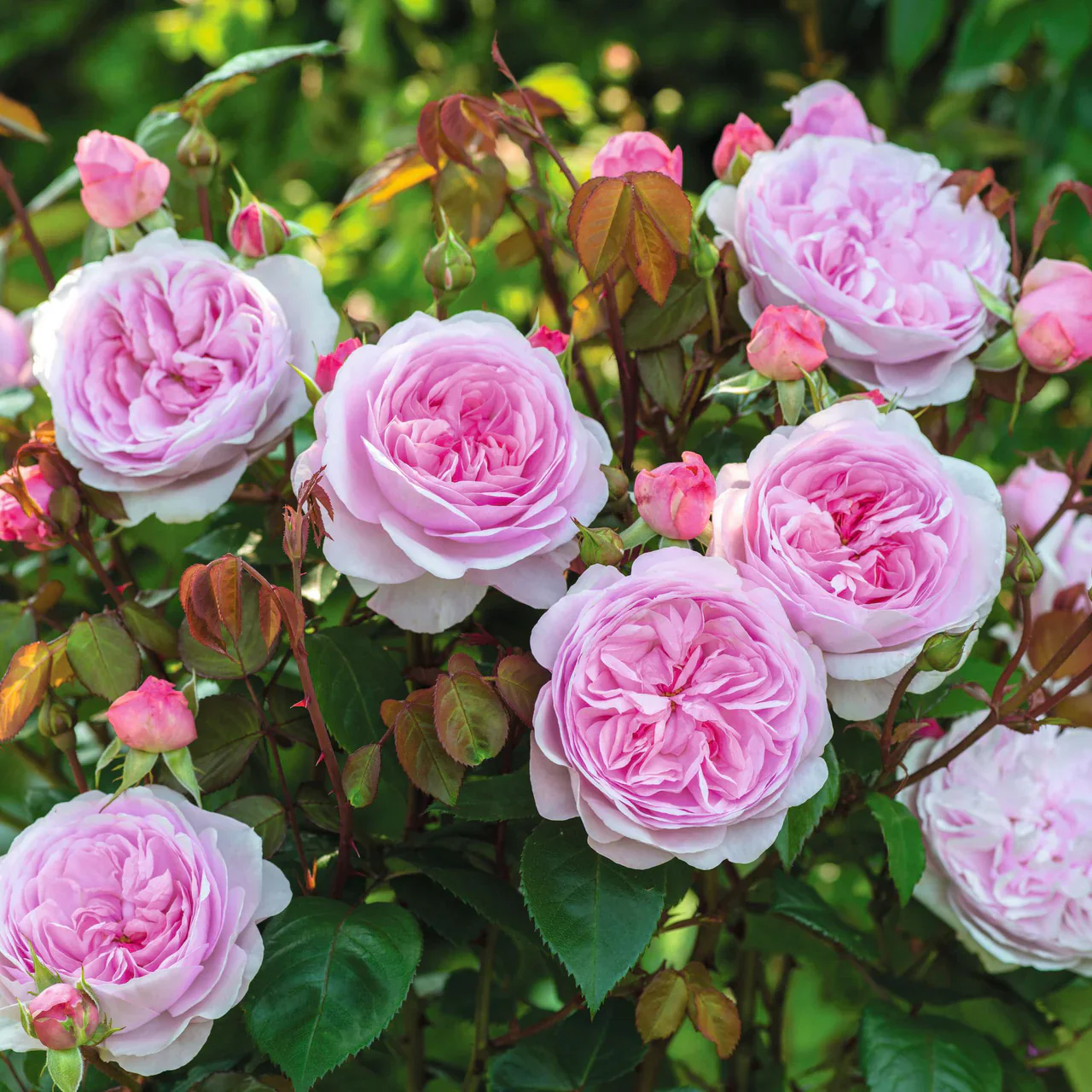 Thumbnail 11